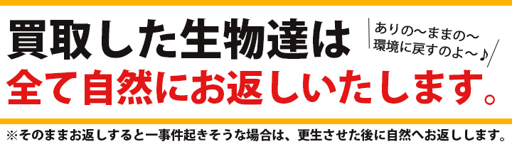 マンガ倉庫生物高価買取価格